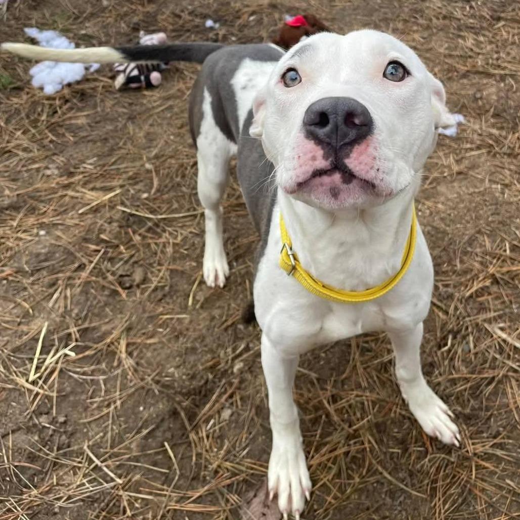 Enlarge Posey, a Adoptable Pit Bull Terrier in Monroe, MI image 5/6