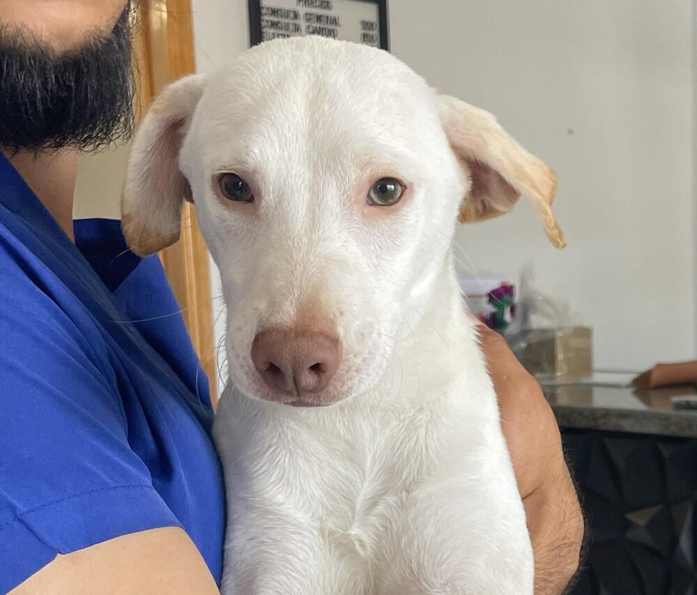 Enlarge Olaf, a Adoptable mixed breed in Bonita, CA image 2/4
