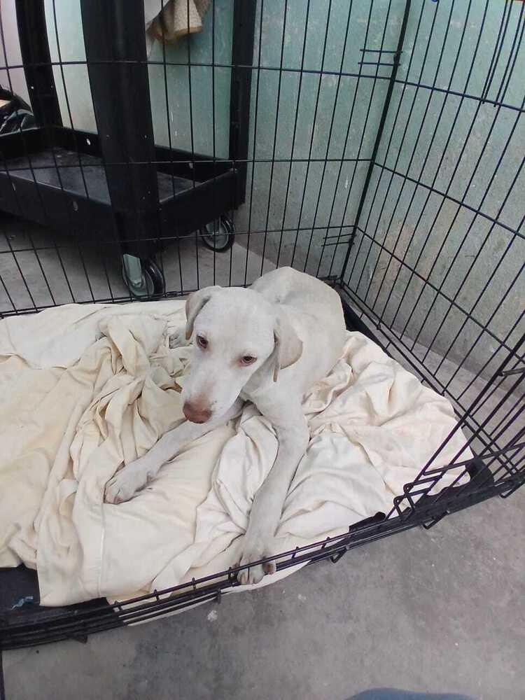 Enlarge Olaf, a Adoptable mixed breed in Bonita, CA image 4/4