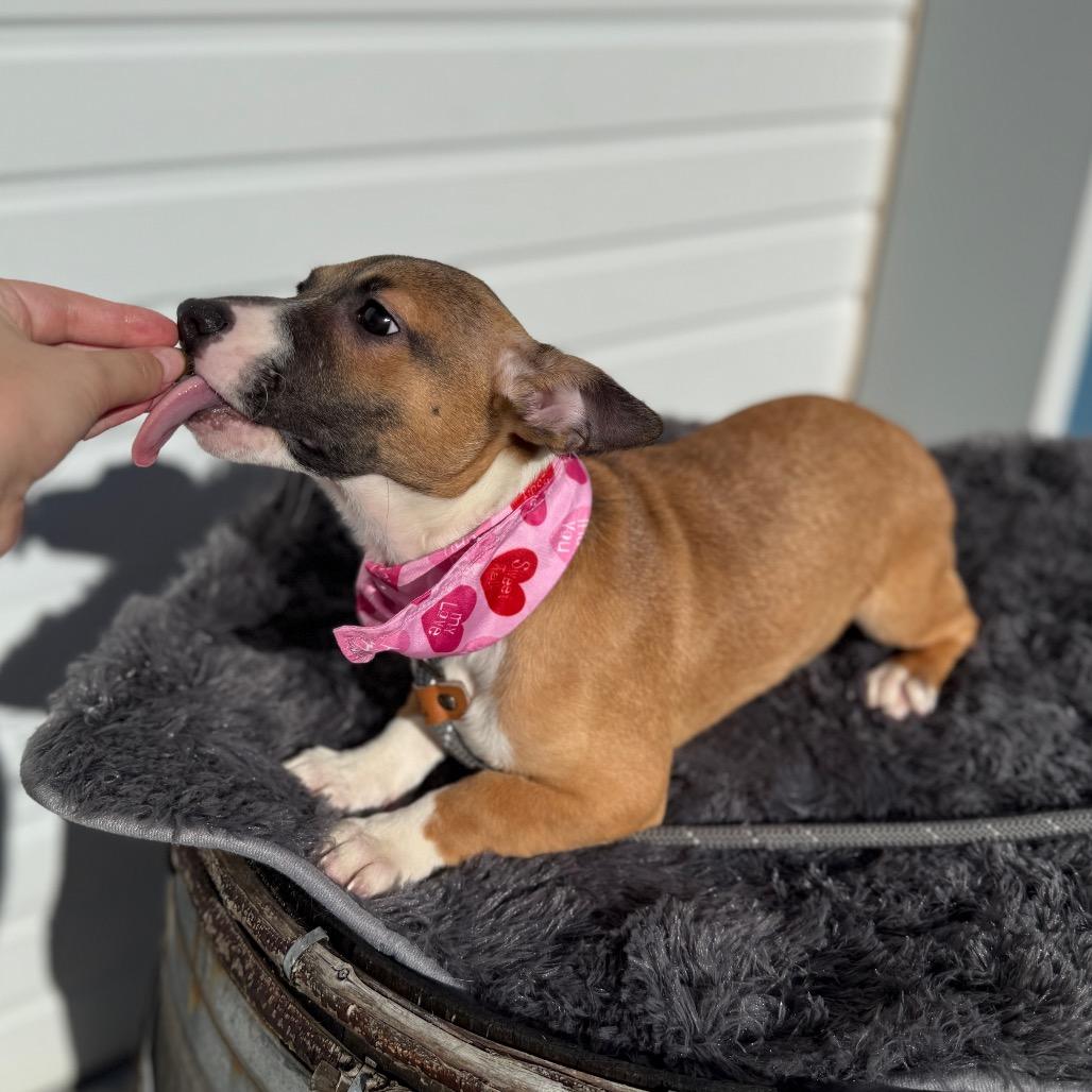 Enlarge Bashful, a Adoptable mixed breed in Newberg, OR image 1/6