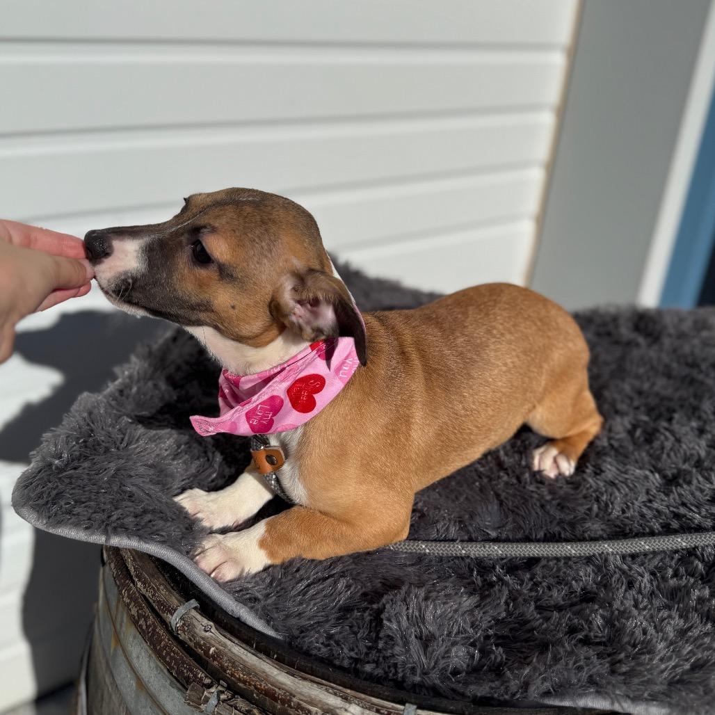 Enlarge Bashful, a Adoptable mixed breed in Newberg, OR image 2/6