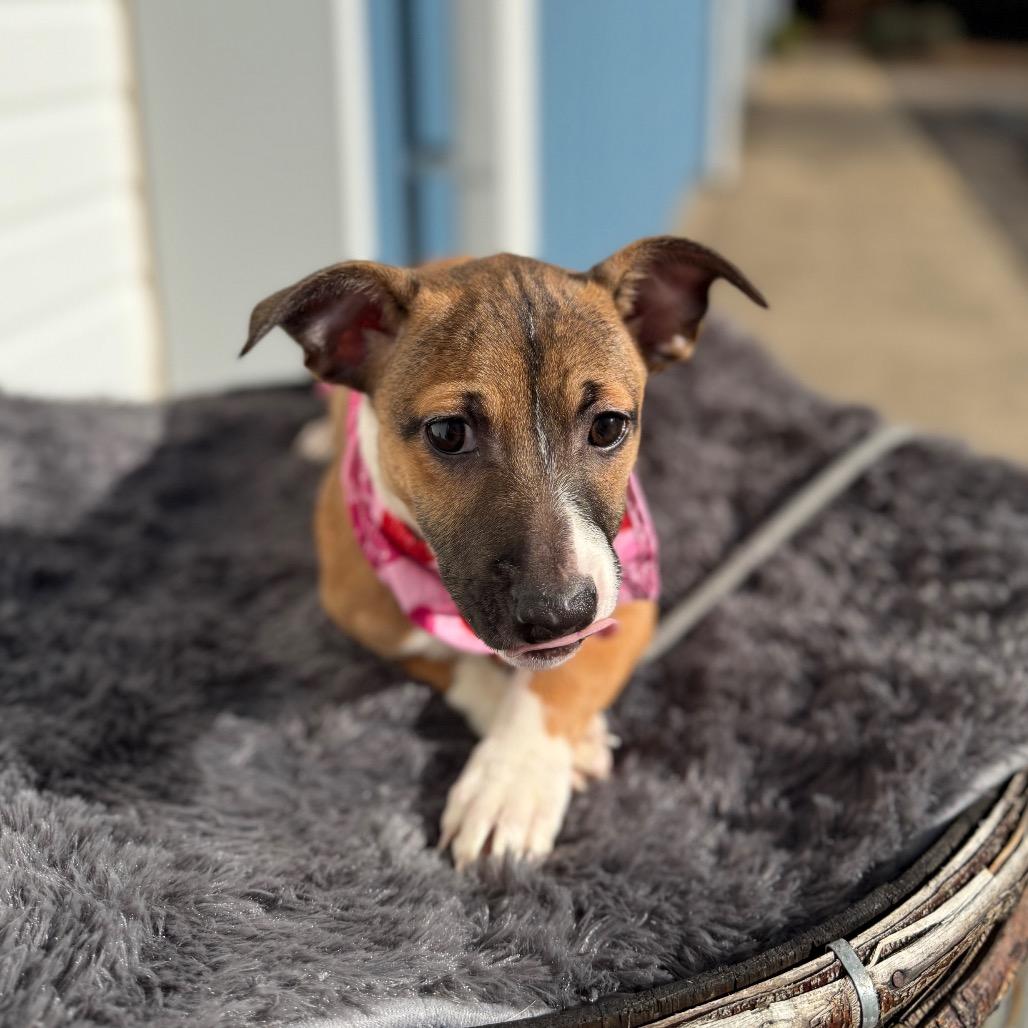 Enlarge Bashful, a Adoptable mixed breed in Newberg, OR image 4/6