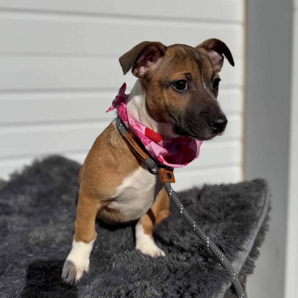 Enlarge Bashful, a Adoptable mixed breed in Newberg, OR image 6/6