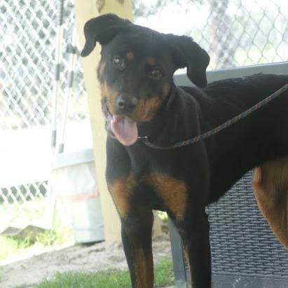 Cindy, Adult Female Rottweiler