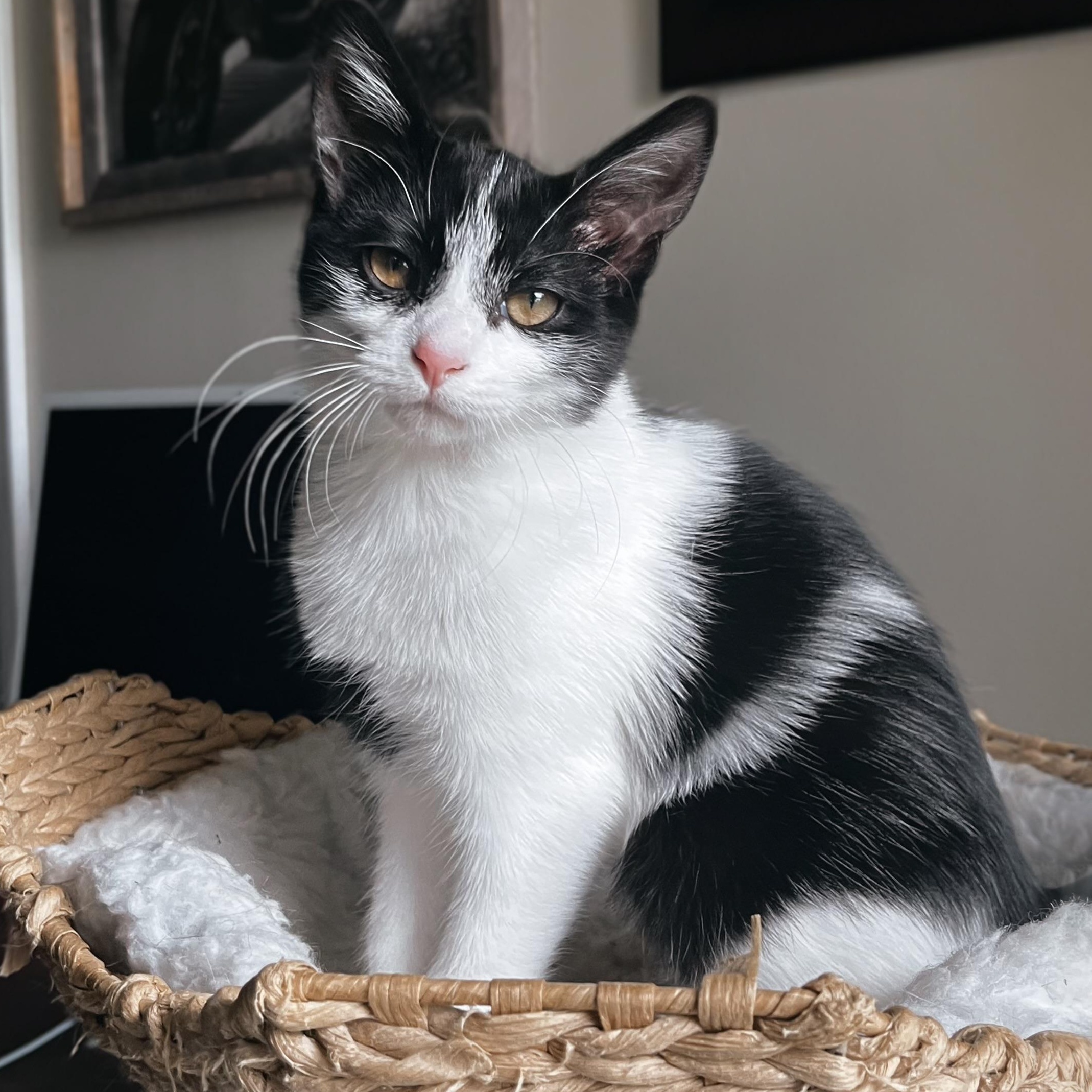 Millie (of the Cowbellas)