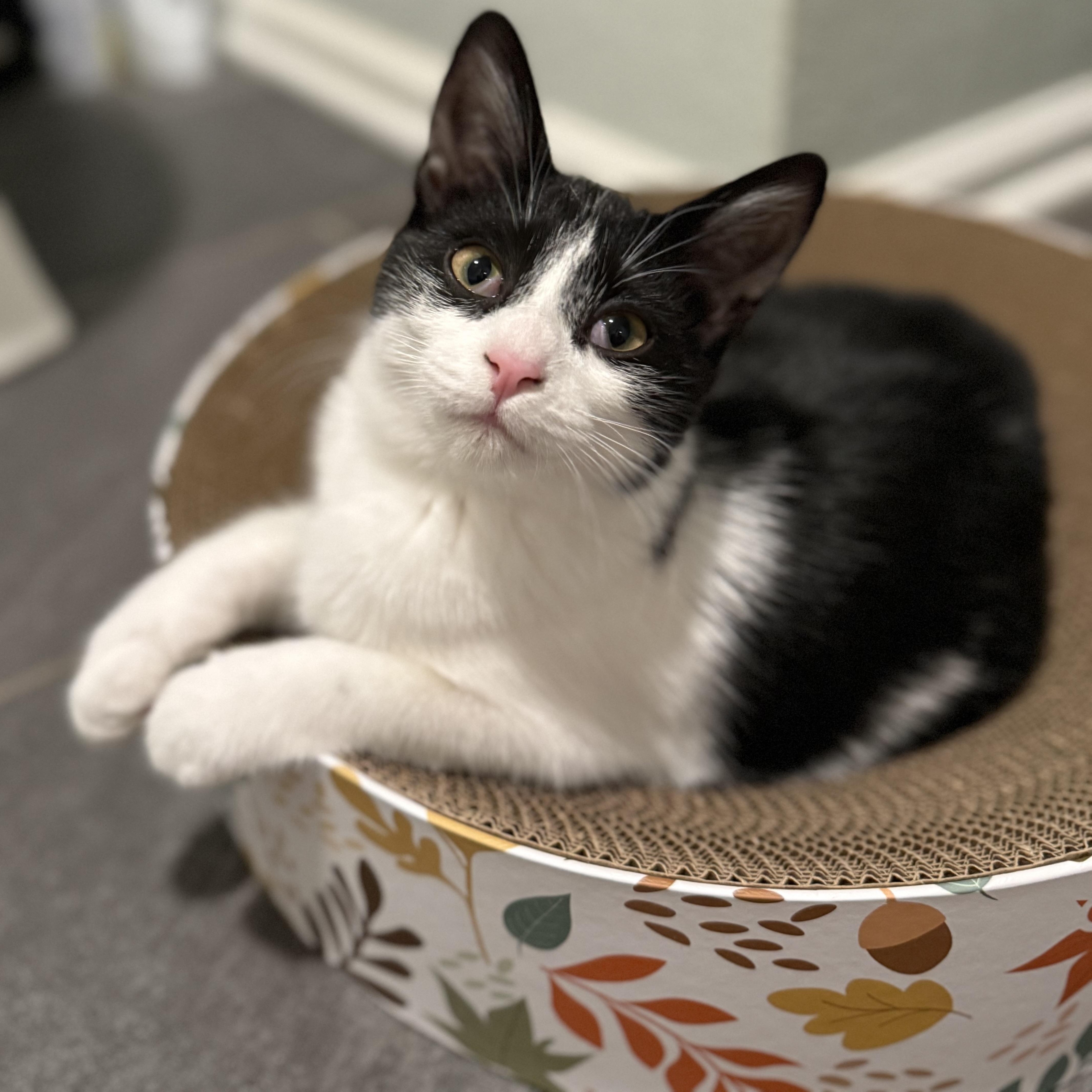 Enlarge Millie (of the Cowbellas), a Adoptable American Shorthair in Hickory, NC image 2/4