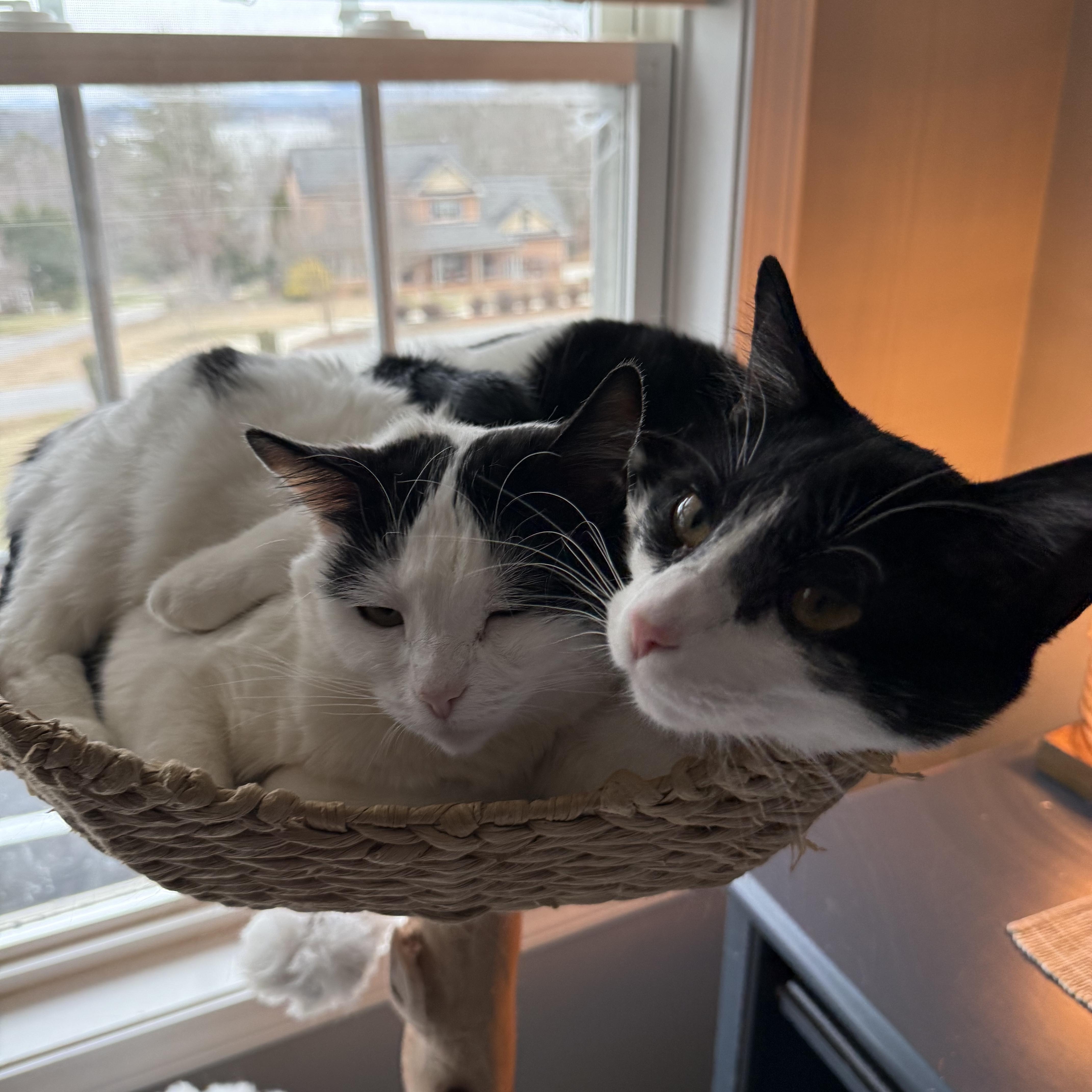 Enlarge Millie (of the Cowbellas), a Adoptable American Shorthair in Hickory, NC image 5/5