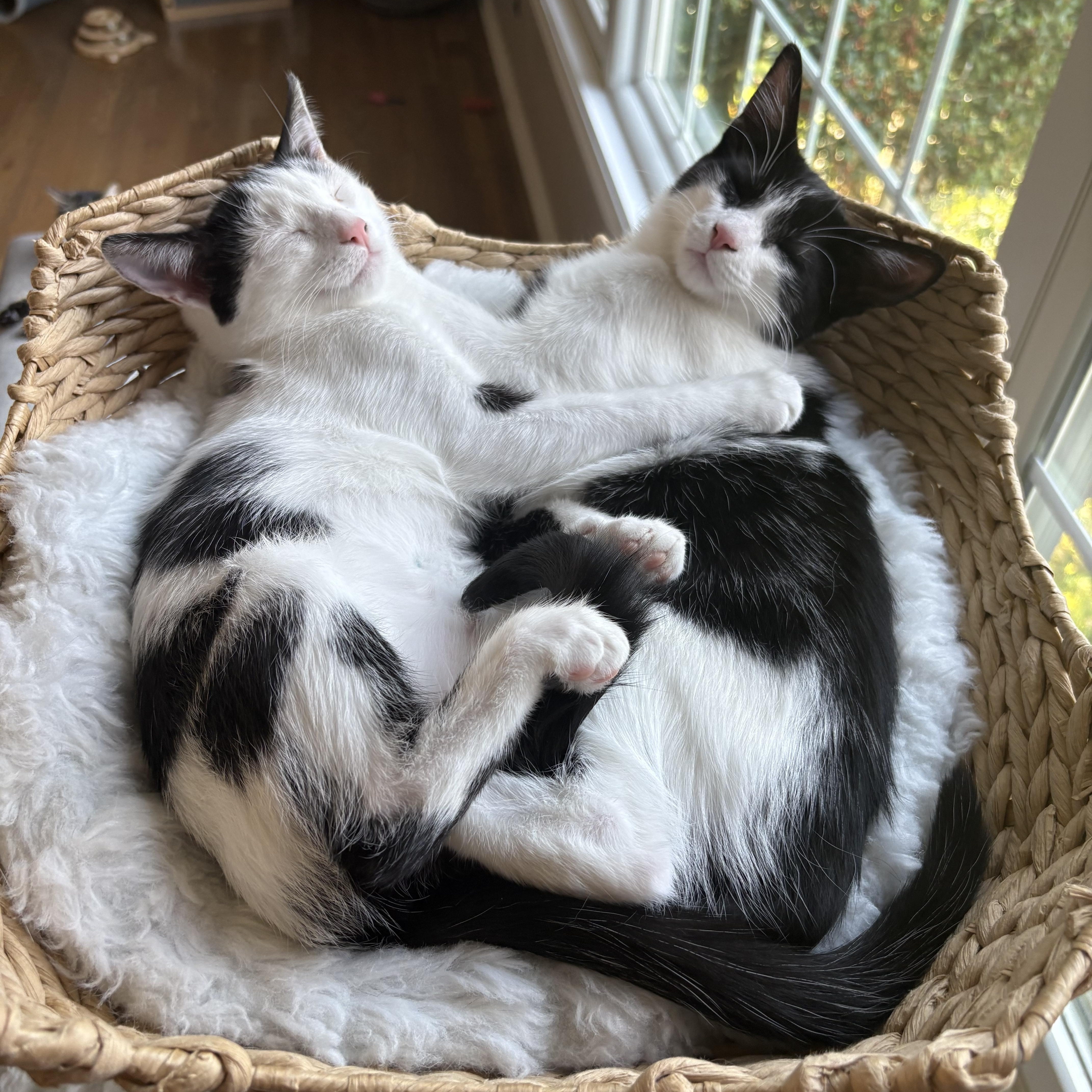 Enlarge Millie (of the Cowbellas), a Adoptable American Shorthair in Hickory, NC image 4/4