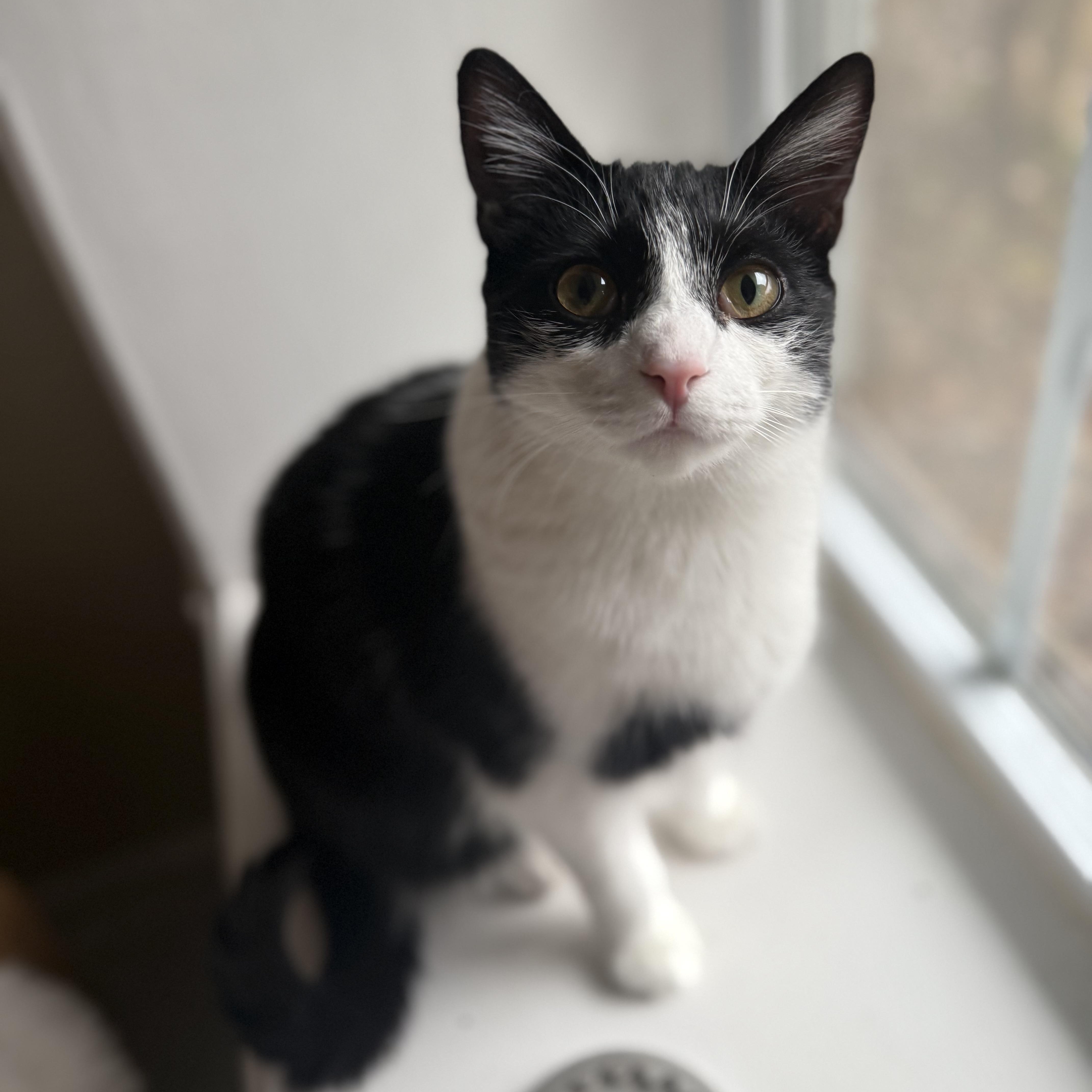 Enlarge Millie (of the Cowbellas), a Adoptable American Shorthair in Hickory, NC image 2/5