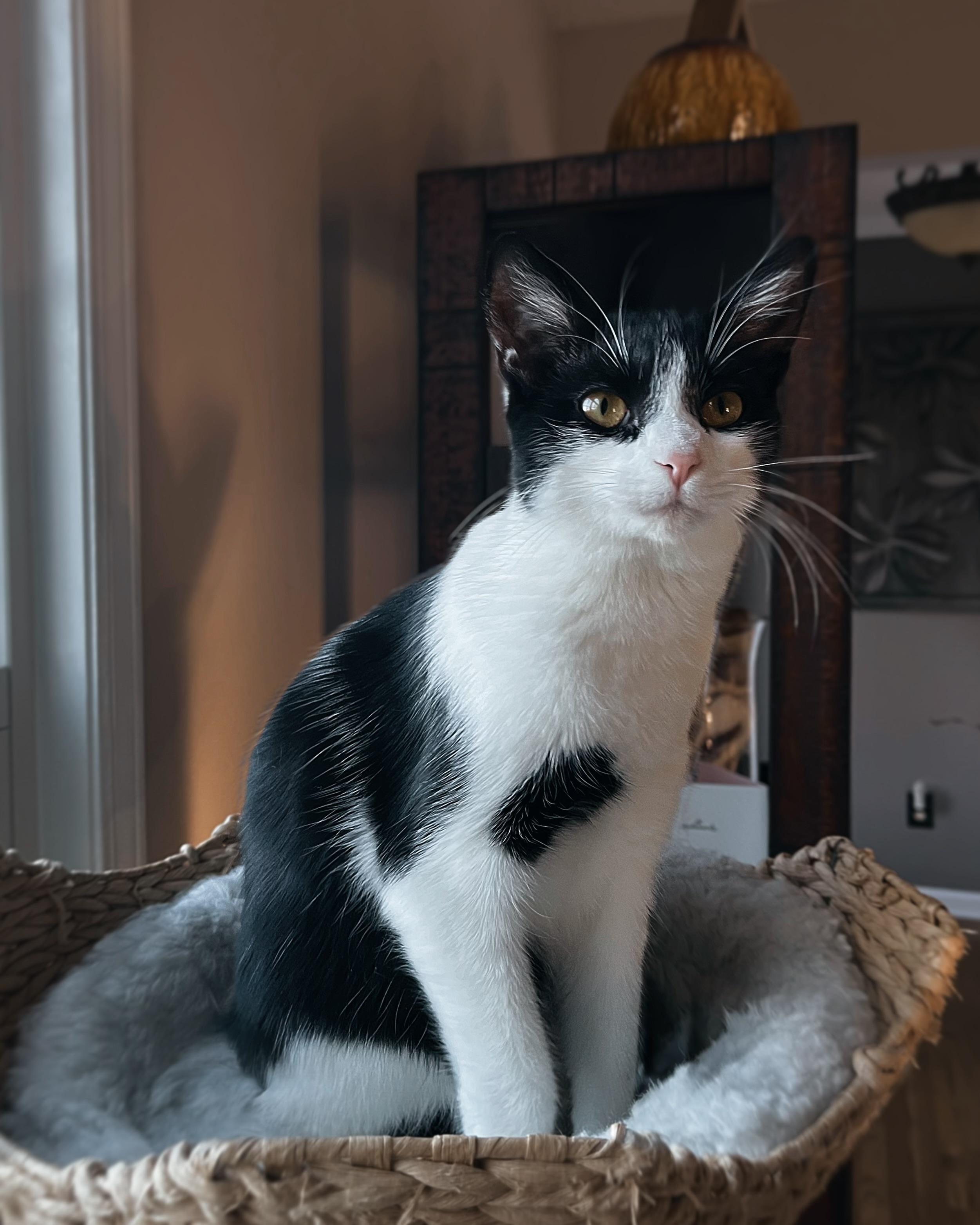 Enlarge Millie (of the Cowbellas), a Adoptable American Shorthair in Hickory, NC image 4/5