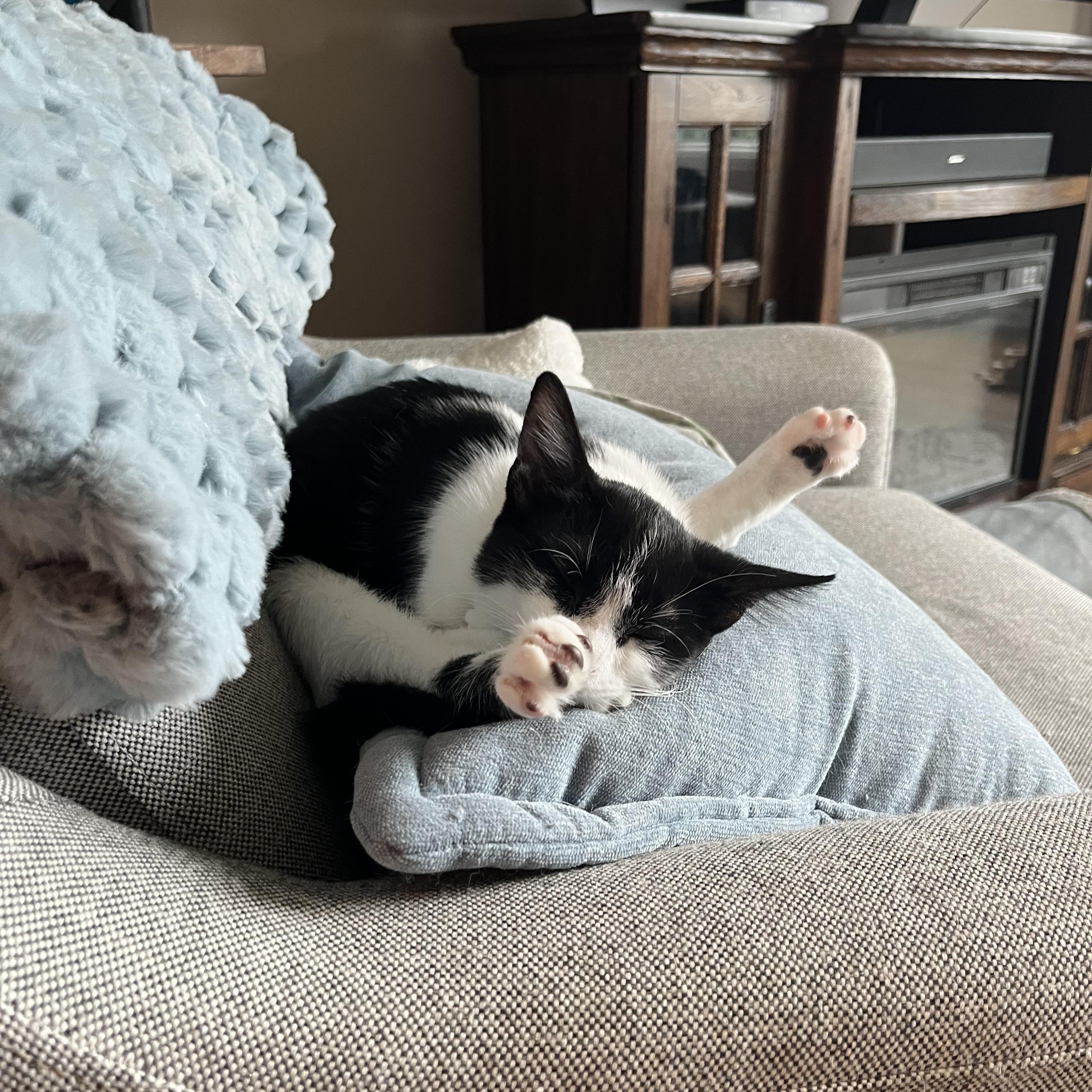 Enlarge Millie (of the Cowbellas), a Adoptable American Shorthair in Hickory, NC image 3/4