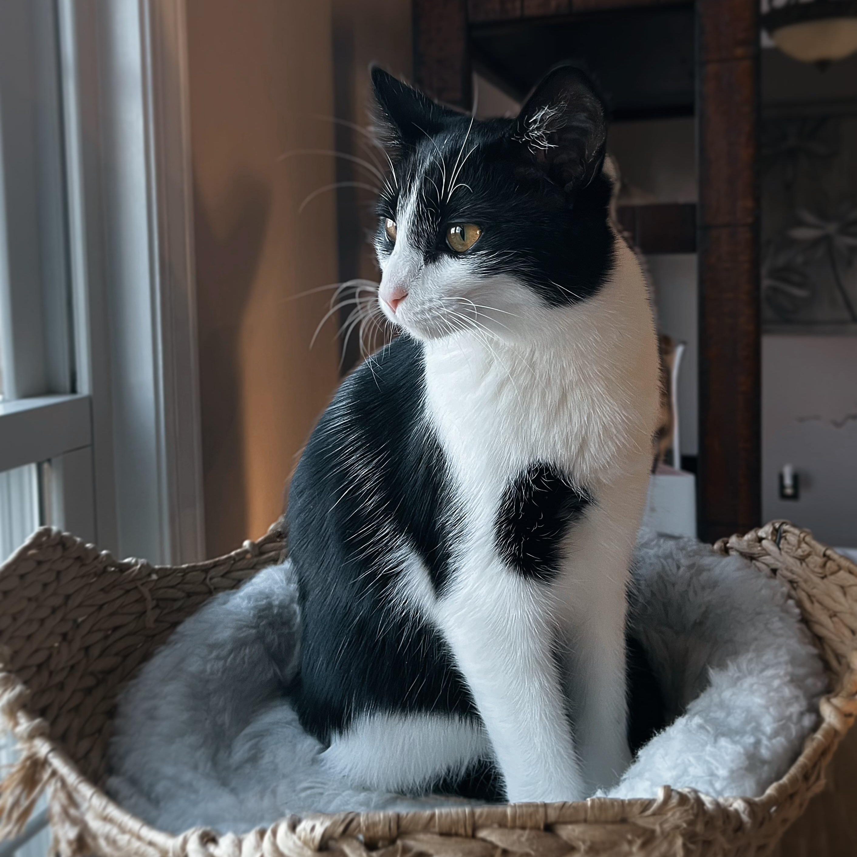 Millie (of the Cowbellas), Adoptable, Young Female American Shorthair.