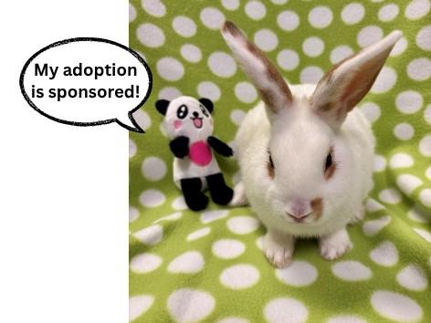 Enlarge TOFFEE BEAN*, a Adoptable Bunny Rabbit in Santa Cruz, CA image 1/1