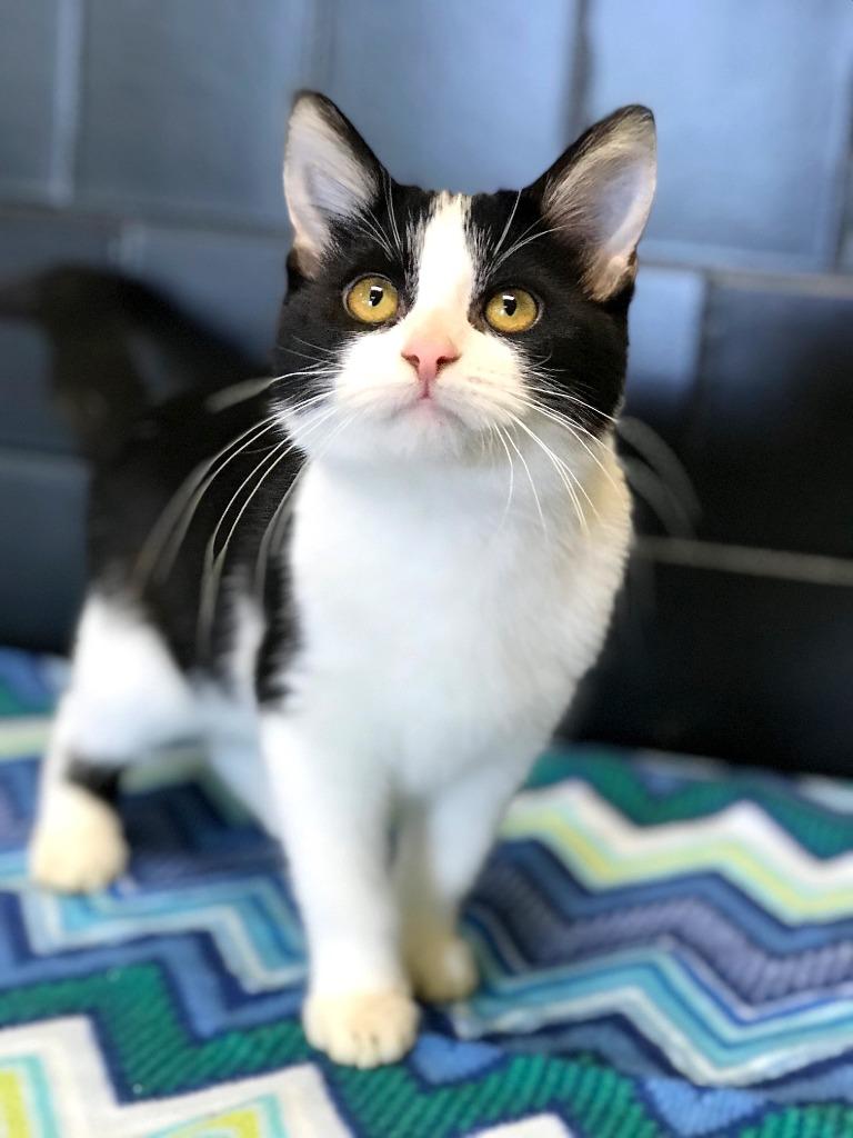 Lexie, Adoptable, Adult Female Domestic Long Hair.