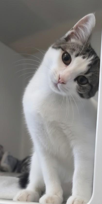 Millie, a Adoptable Domestic Short Hair in Honolulu, HI image 2/3