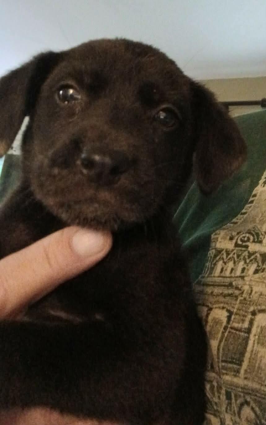 Abby, Adoptable, Puppy Female Labrador Retriever.