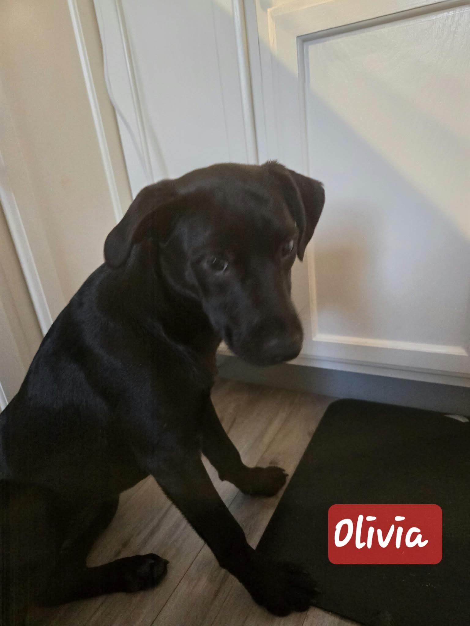 Olivia, Adoptable, Puppy Female Labrador Retriever.
