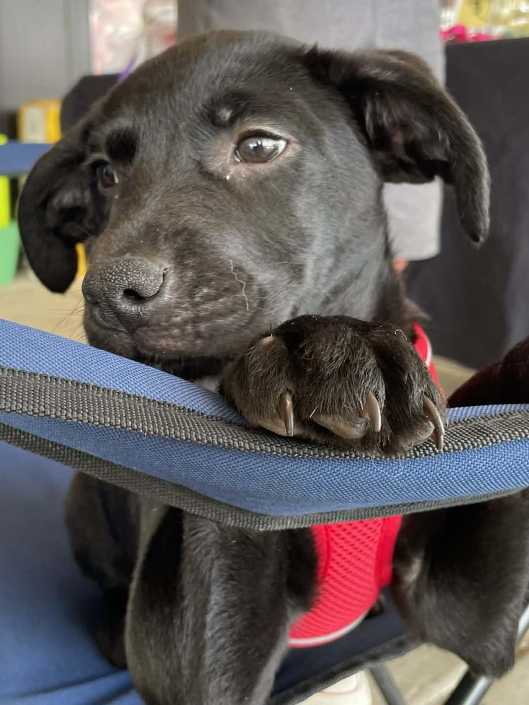 Abby, a Adoptable mixed breed in Florissant, MO image 2/4