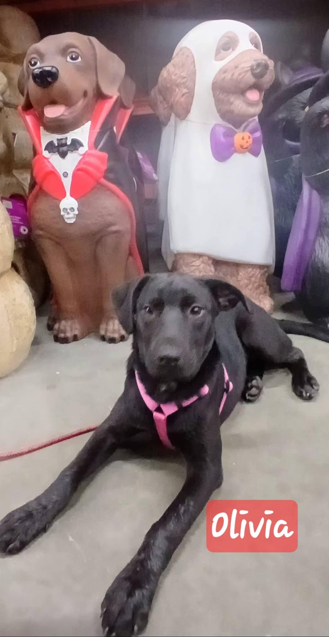 Enlarge Olivia, a Adoptable mixed breed in Florissant, MO image 3/3