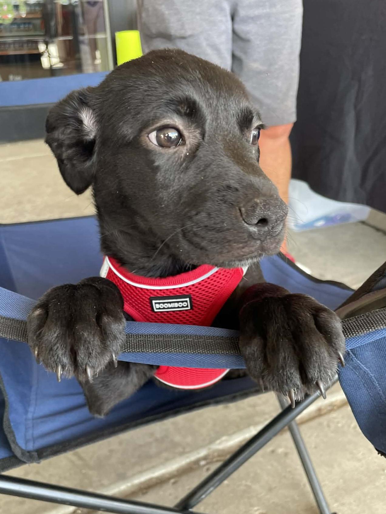 Abby, a Adoptable mixed breed in Florissant, MO image 3/4
