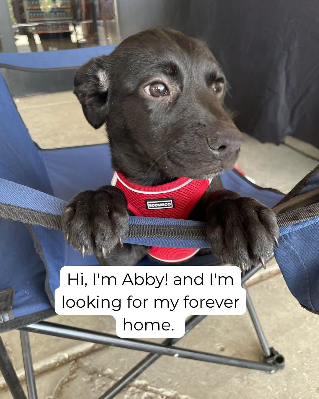 Abby, a Adoptable mixed breed in Florissant, MO image 4/4
