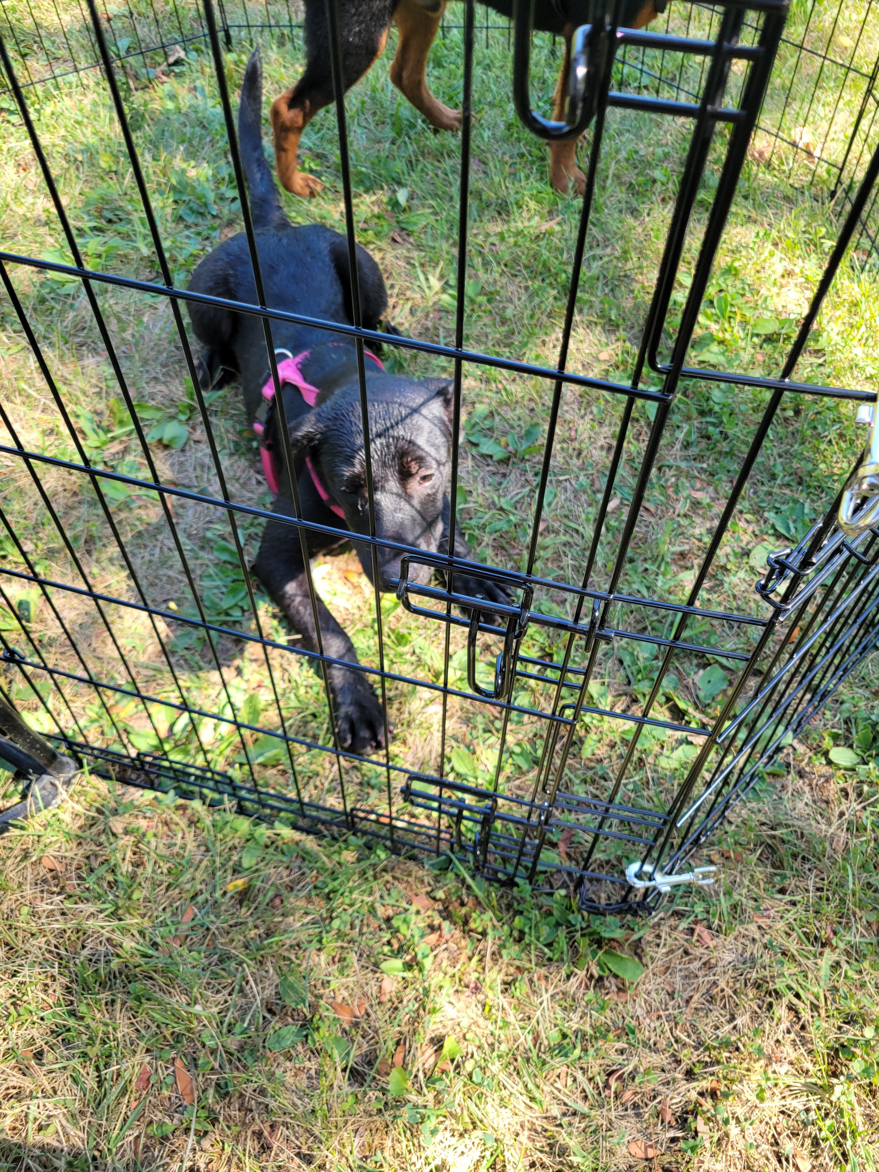 Enlarge Olivia, a Adoptable mixed breed in Florissant, MO image 2/3