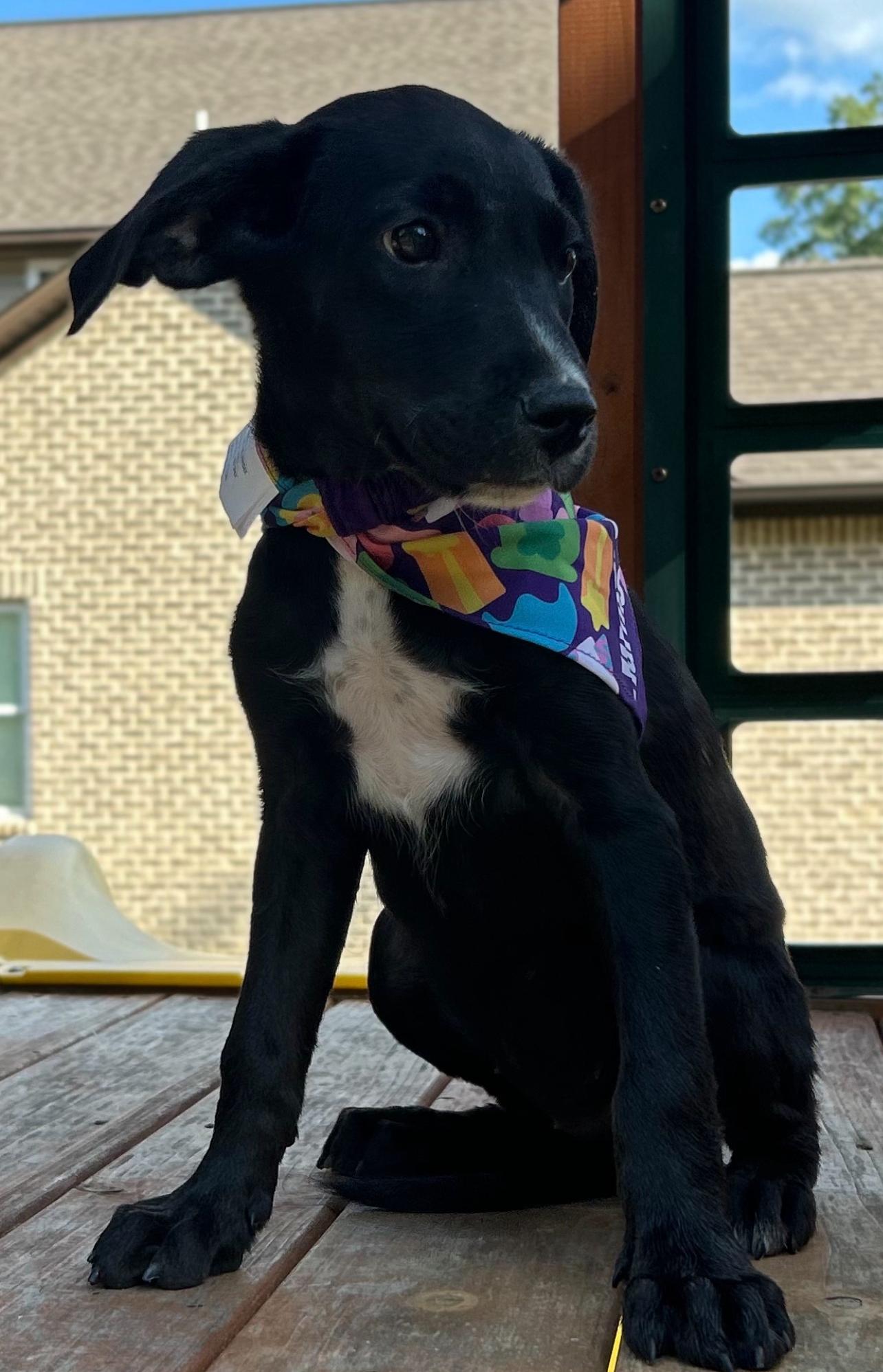 Enlarge Judo, a Adopted mixed breed in Johnston, RI image 1/6