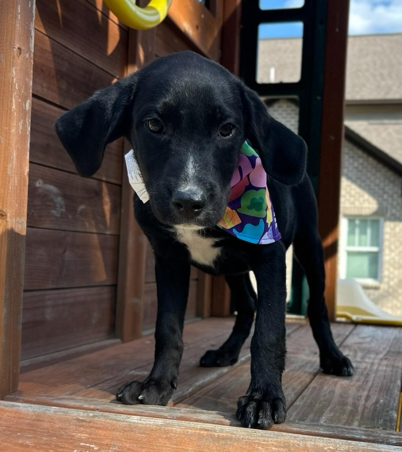 Enlarge Judo, a Adopted mixed breed in Johnston, RI image 3/6