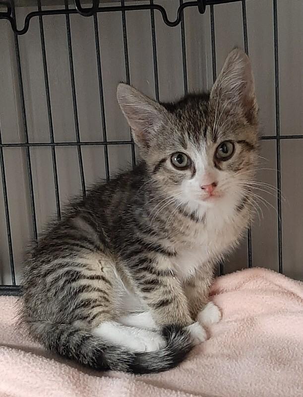 Wayne, Adoptable, Kitten Male Domestic Short Hair.