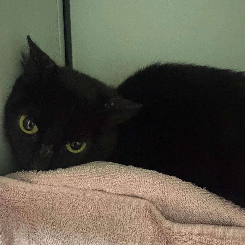 TINY, ADOPTABLE, Adult Female Domestic Short Hair.
