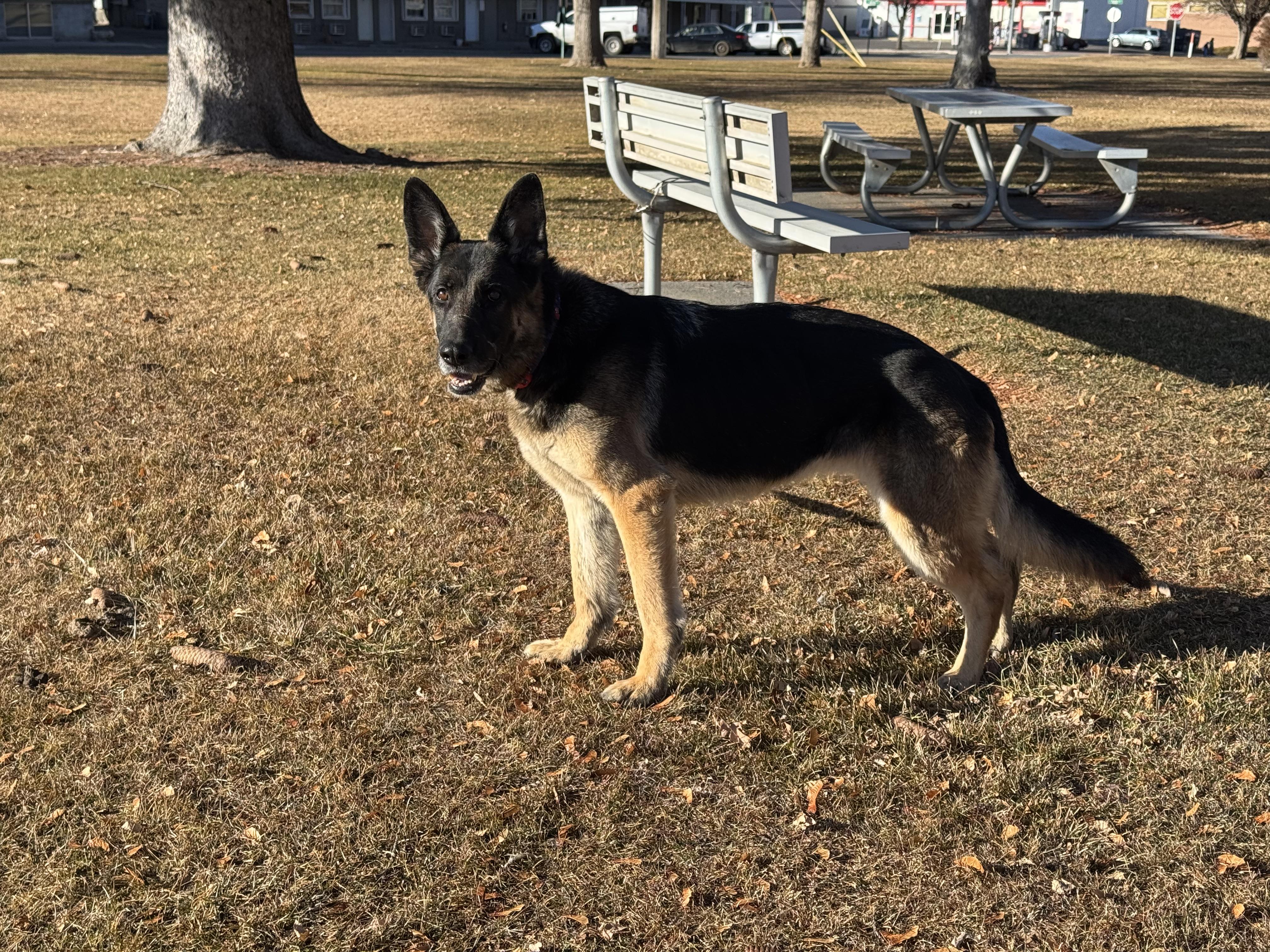 Enlarge WILLOW, a Adoptable German Shepherd Dog in Jerome, ID image 3/6