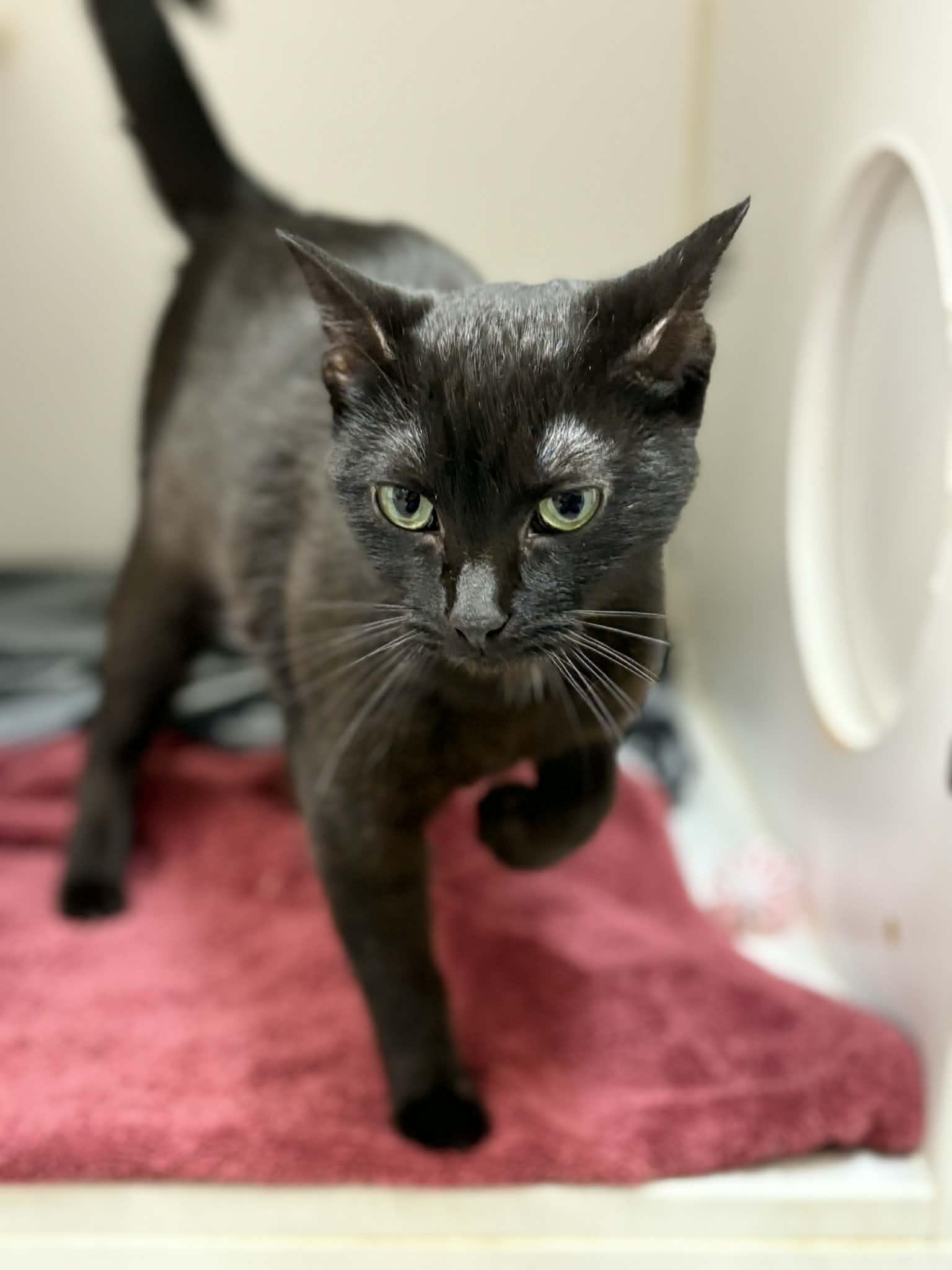 Honey Baby, a ADOPTABLE mixed breed in Grants Pass, OR image 2/2