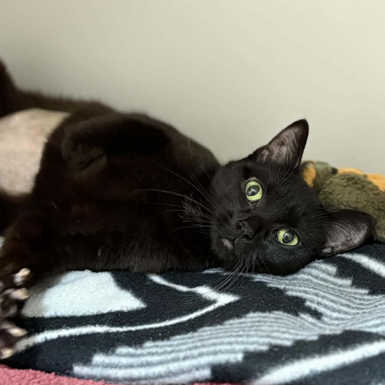 Honey Baby, a ADOPTABLE mixed breed in Grants Pass, OR image 1/2