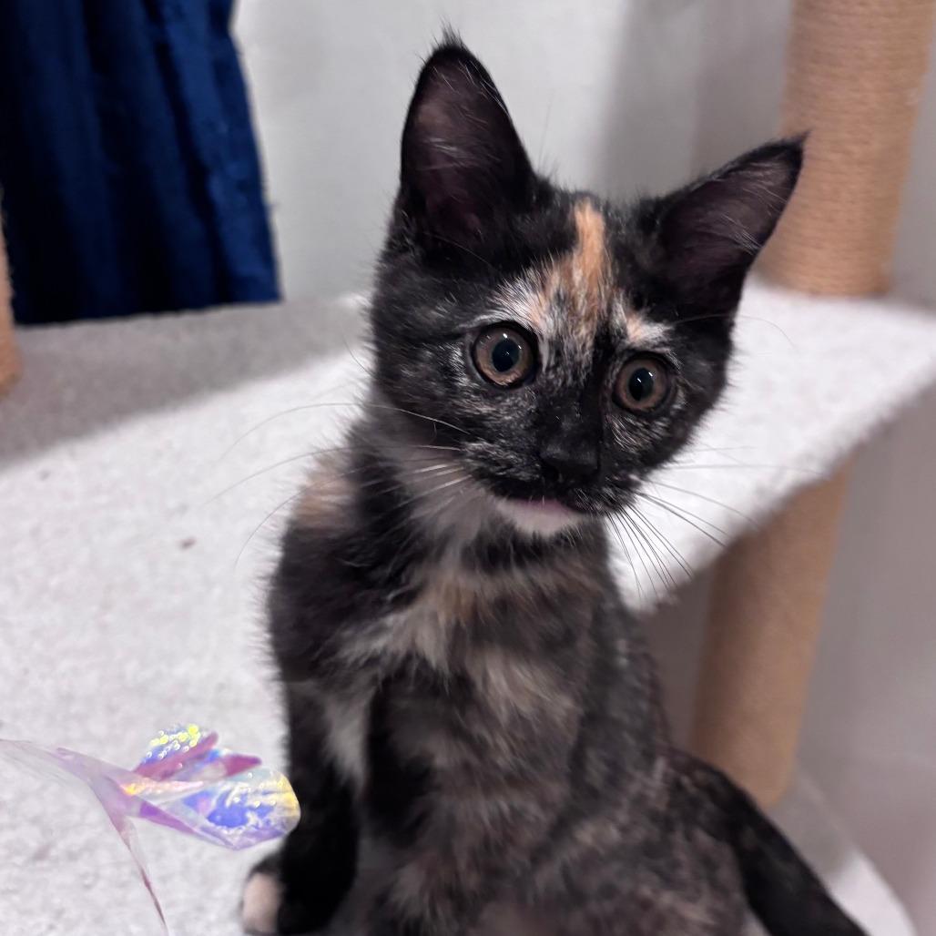 Lavender Moon, Adoptable, Kitten Female Domestic Long Hair.