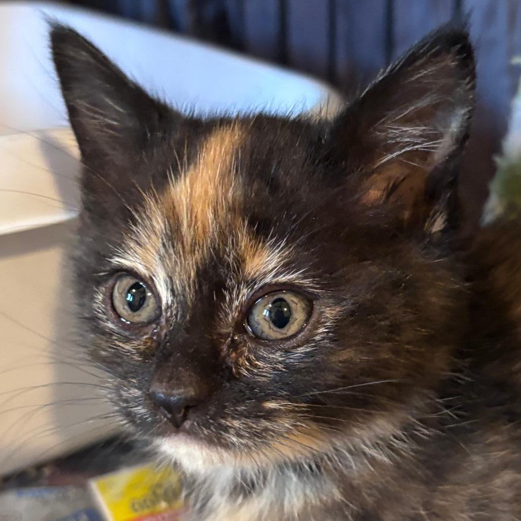 Lavender Moon, a Adoptable Domestic Long Hair in Santa Rosa, CA image 2/5