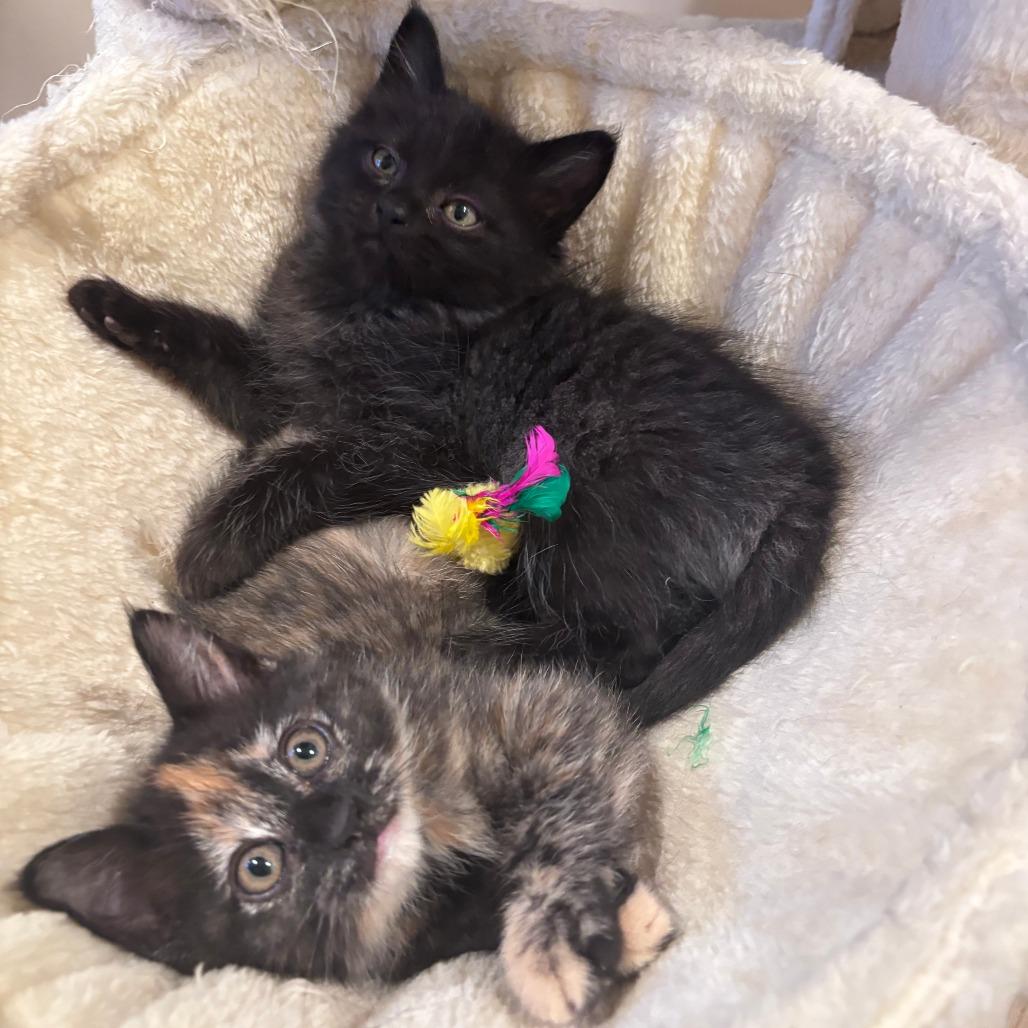 Lavender Moon, a Adoptable Domestic Long Hair in Santa Rosa, CA image 3/5