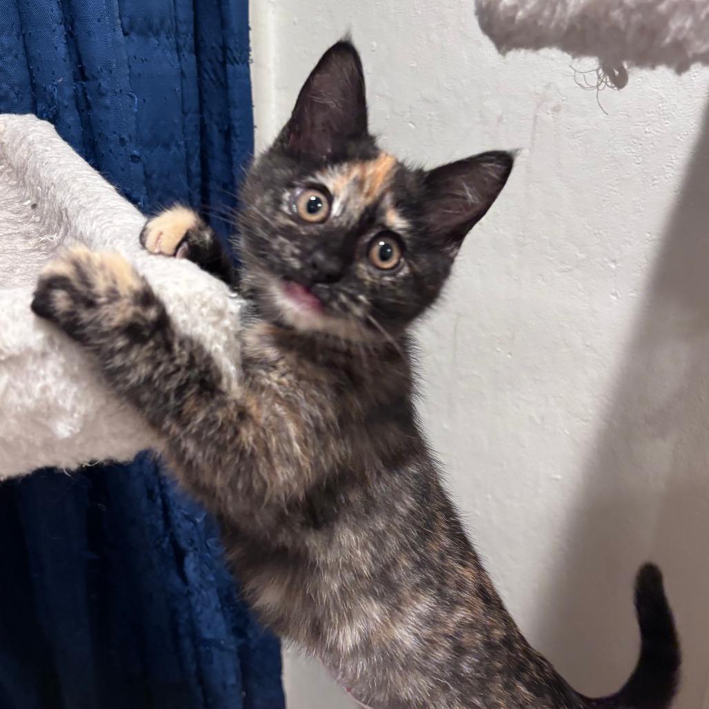 Lavender Moon, a Adoptable Domestic Long Hair in Santa Rosa, CA image 4/5