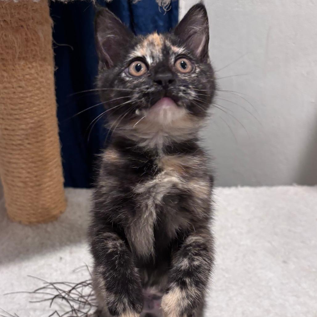 Lavender Moon, a Adoptable Domestic Long Hair in Santa Rosa, CA image 5/5