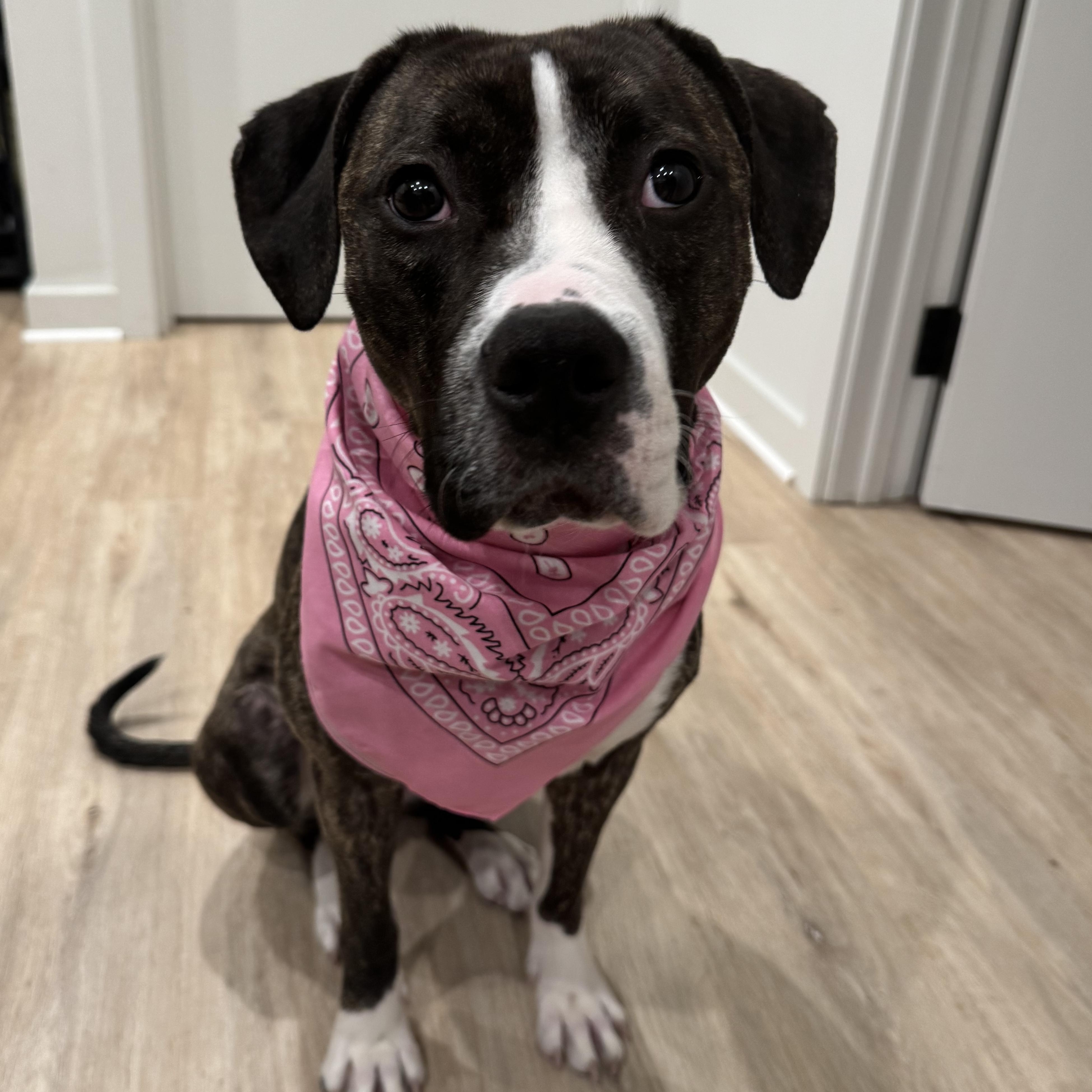 Enlarge Snickers, a Adoptable Pit Bull Terrier in Jersey city, NJ image 6/6