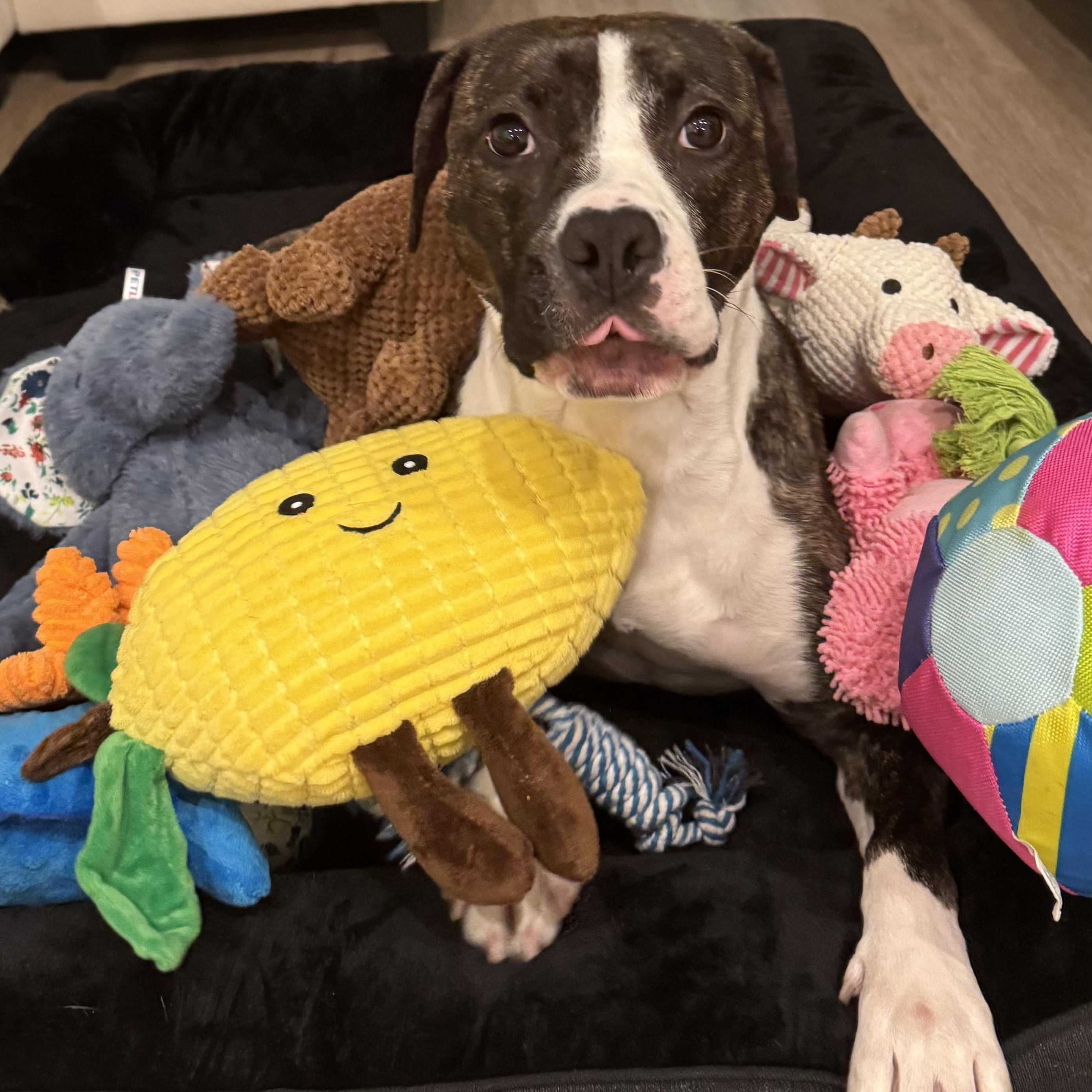 Enlarge Snickers, a Adoptable Pit Bull Terrier in Jersey city, NJ image 5/6