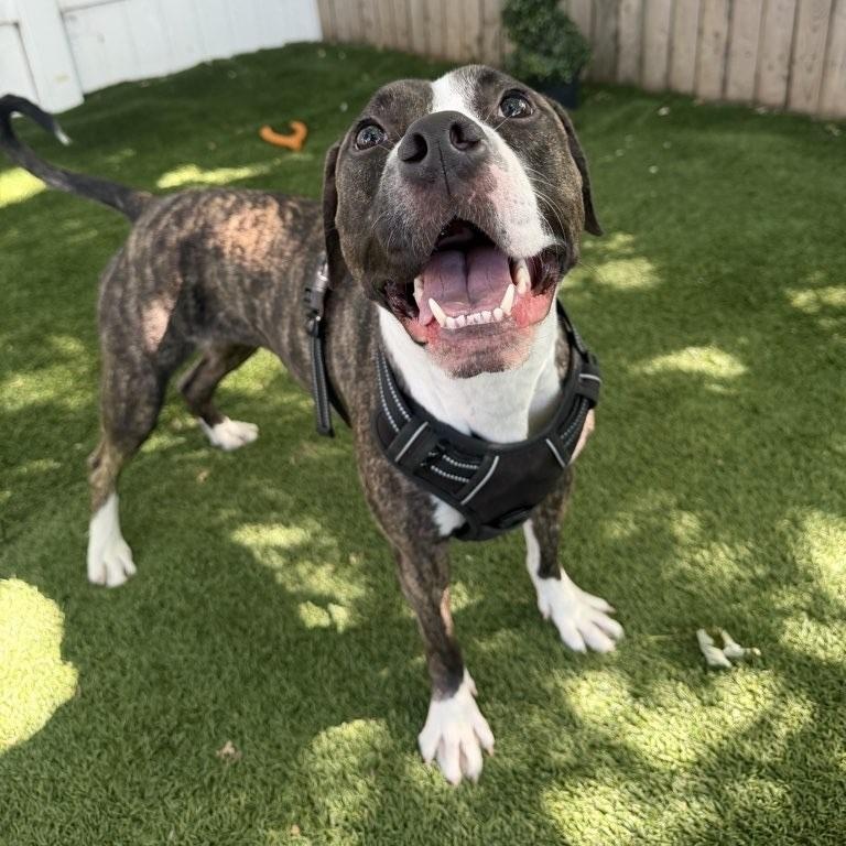 Snickers, Adoptable, Young Female Pit Bull Terrier.