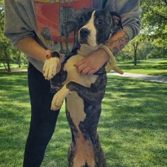 Snickers, ADOPTABLE, Young Female Pit Bull Terrier.