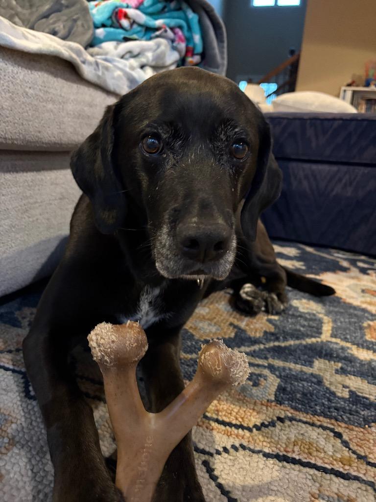 Scout, Adoptable, Senior Female Labrador Retriever & Hound.