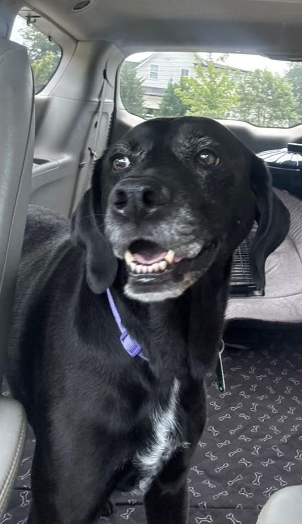Scout, a Adoptable mixed breed in Waxhaw, NC image 1/3
