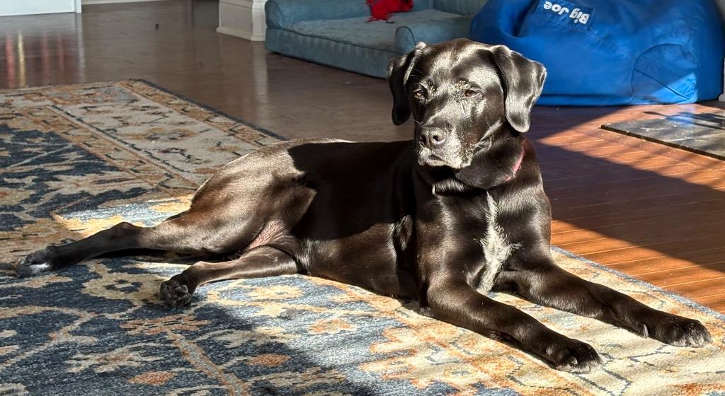 Enlarge Scout, a Adoptable mixed breed in Waxhaw, NC image 3/6