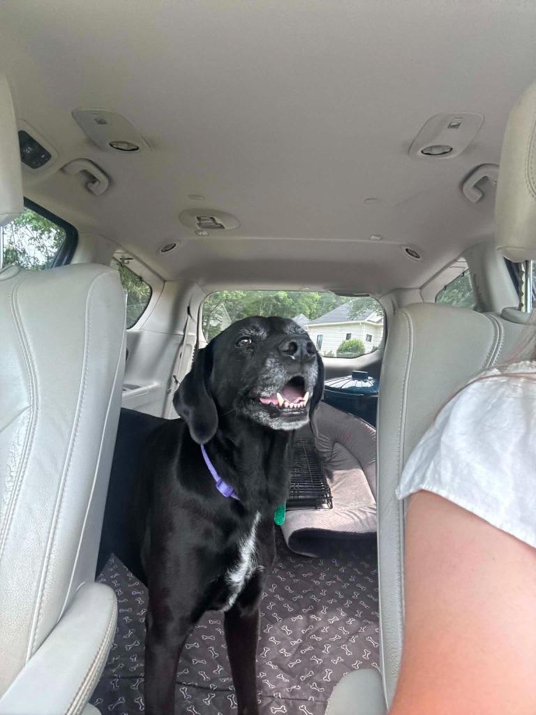 Scout, a Adoptable mixed breed in Waxhaw, NC image 2/3