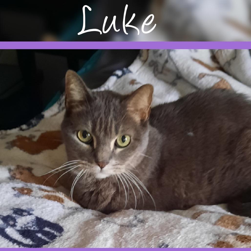Luke, Adoptable, Senior Male Domestic Short Hair.