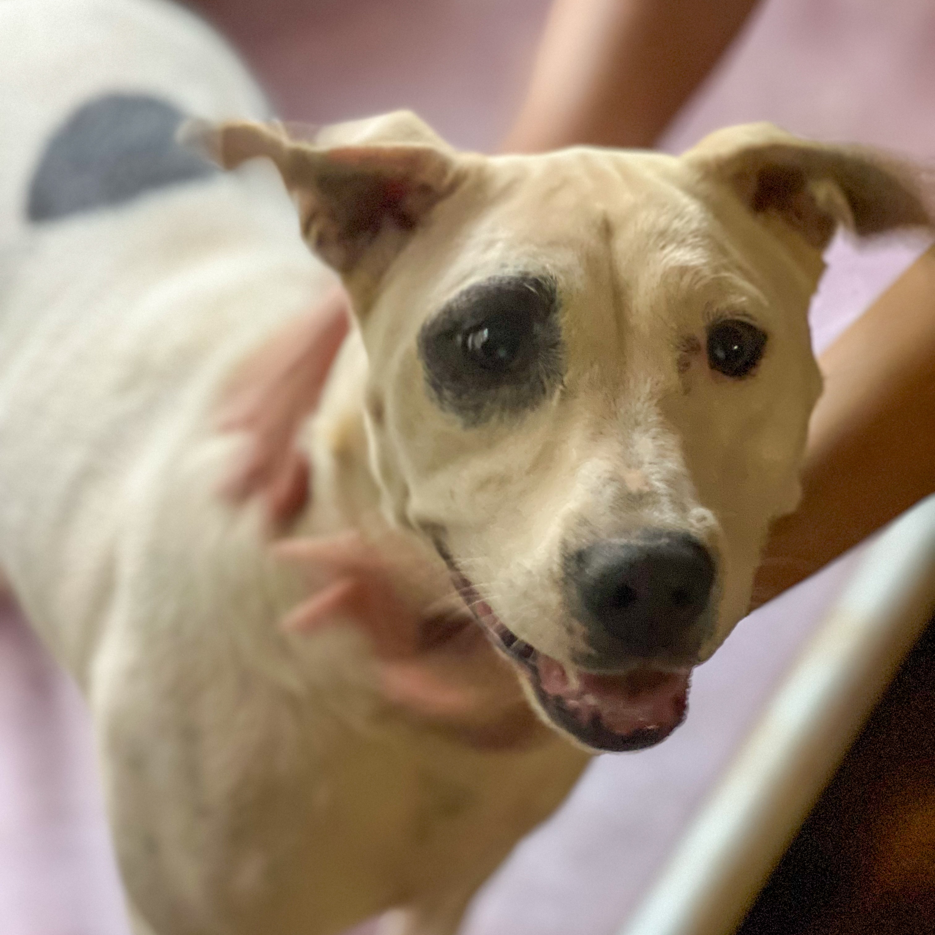 Enlarge Panda, a Adoptable Mixed Breed in Anderson , SC image 5/6