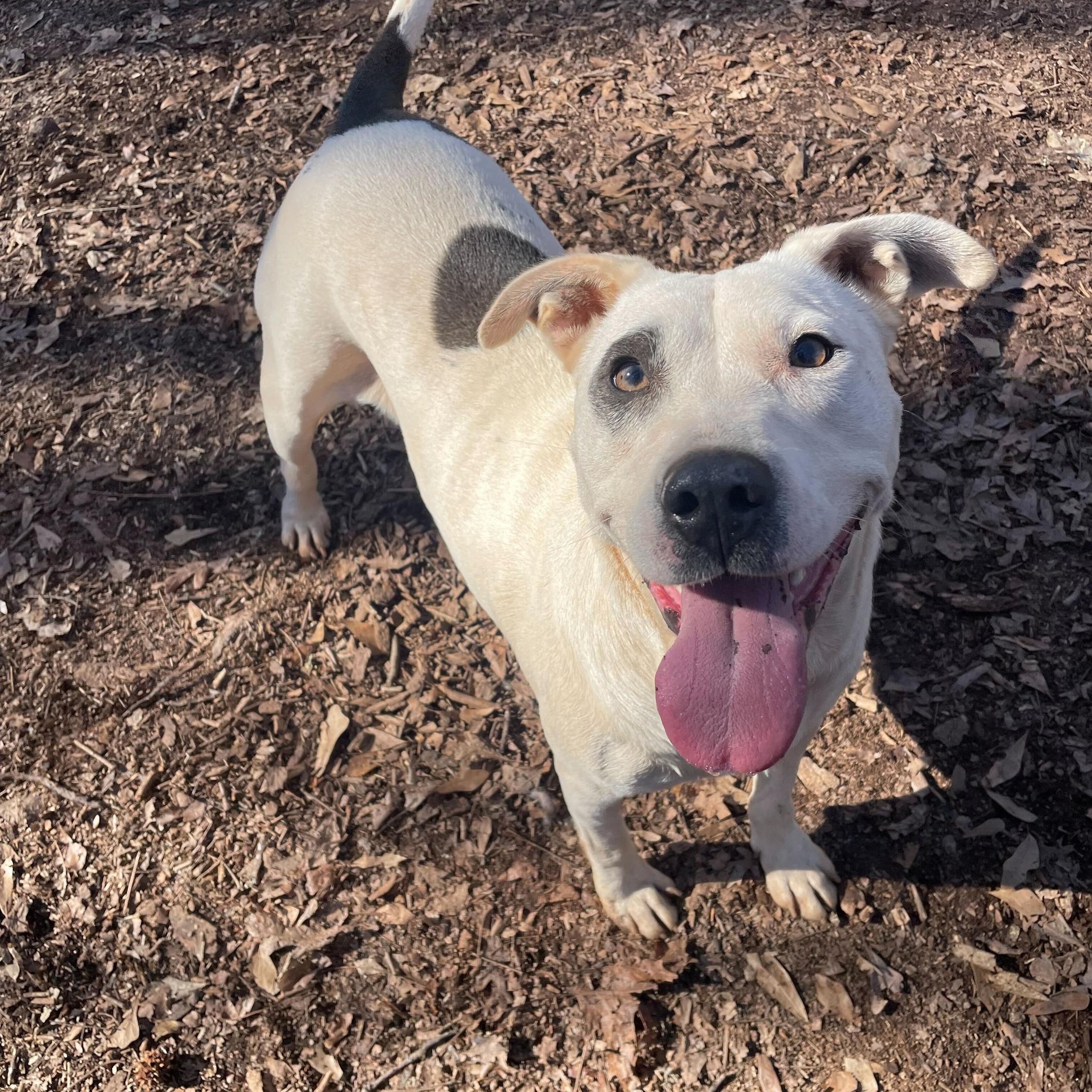Enlarge Panda, a Adoptable Mixed Breed in Anderson , SC image 3/6