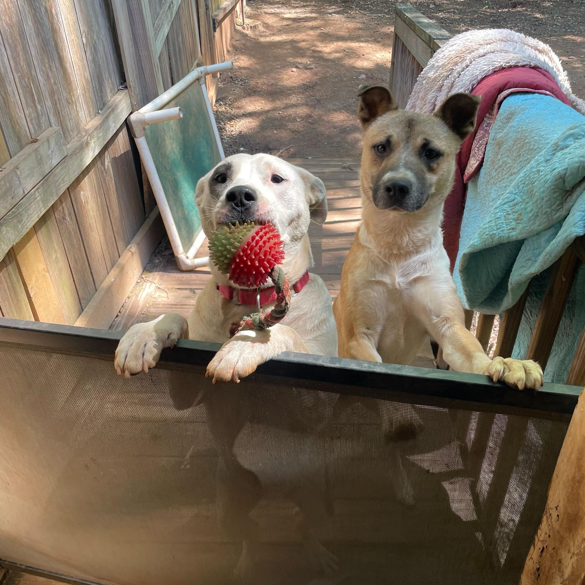 Enlarge Panda, a Adoptable Mixed Breed in Anderson , SC image 6/6